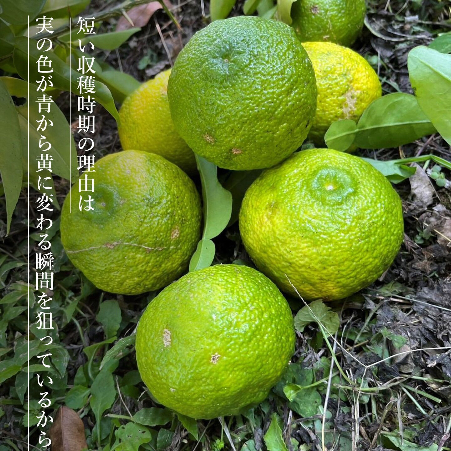 大分県日田から世界へ、柚子の魅力をお届けします！💛✨ 日田の